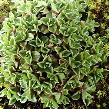 Myosotis cheesemanii unspecified picture