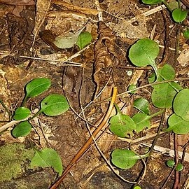 Myosotis matthewsii unspecified picture