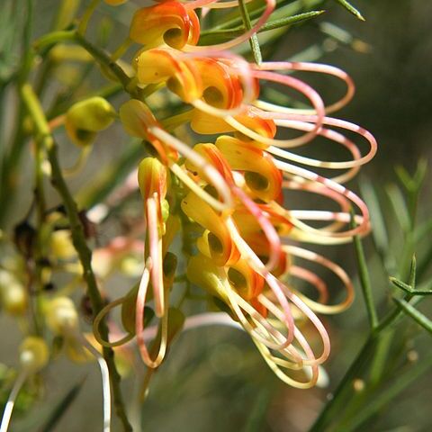 Grevillea dielsiana unspecified picture