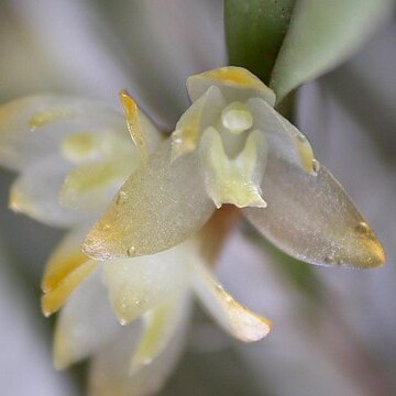 Octomeria pinicola unspecified picture