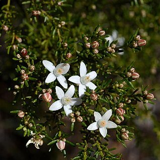 Philotheca ciliata unspecified picture