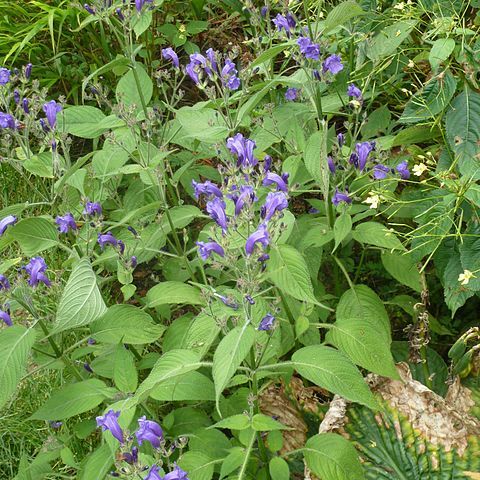 Strobilanthes atropurpurea unspecified picture