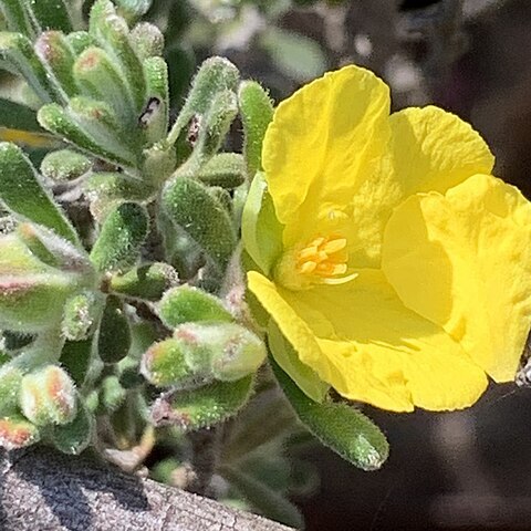 Hibbertia horricomis unspecified picture