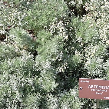 Artemisia schmidtiana unspecified picture