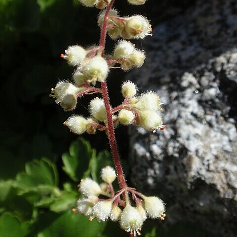 Heuchera merriamii unspecified picture