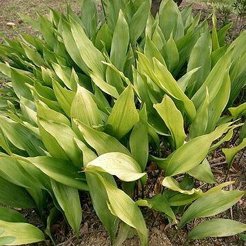 Aspidistra unspecified picture