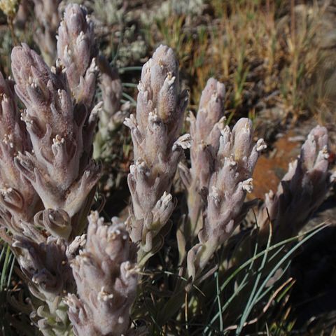 Castilleja schizotricha unspecified picture