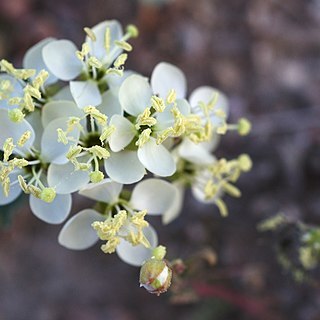 Eremothera unspecified picture