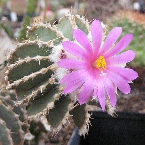 Geohintonia unspecified picture