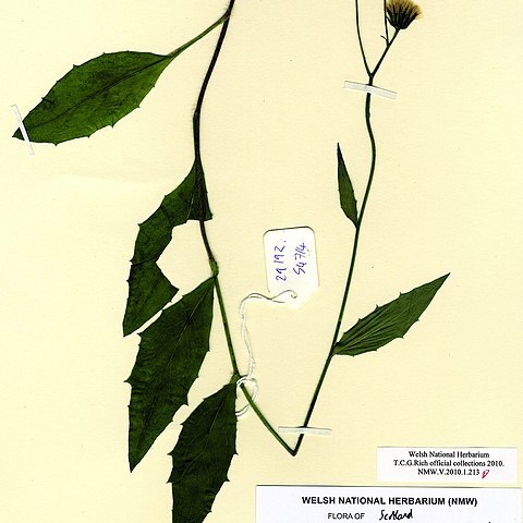 Hieracium maccoshiana unspecified picture