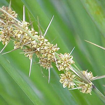 Lomandra filiformis subsp. filiformis unspecified picture