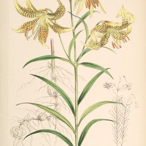 Lilium leichtlinii unspecified picture