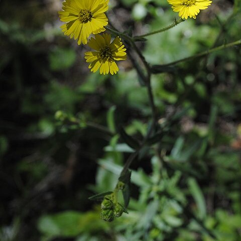 Anisocarpus unspecified picture