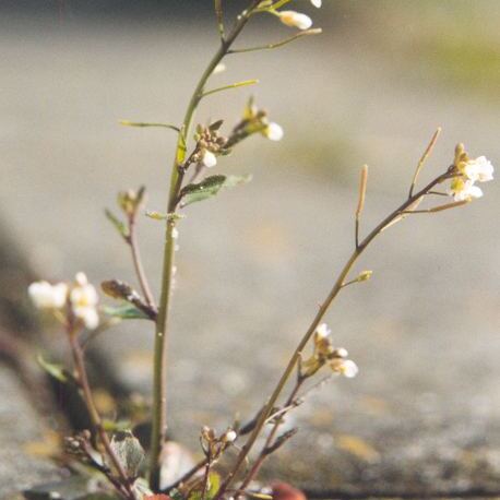 Arabidopsis unspecified picture