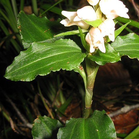 Goodyera foliosa unspecified picture