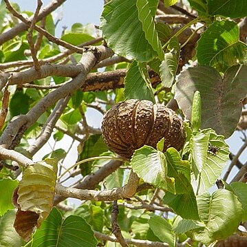 Hura polyandra unspecified picture