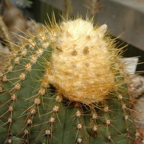 Coleocephalocereus unspecified picture