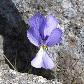 Viola corsica subsp. ilvensis unspecified picture