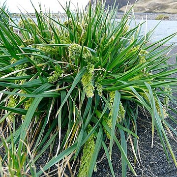 Poa cookii unspecified picture