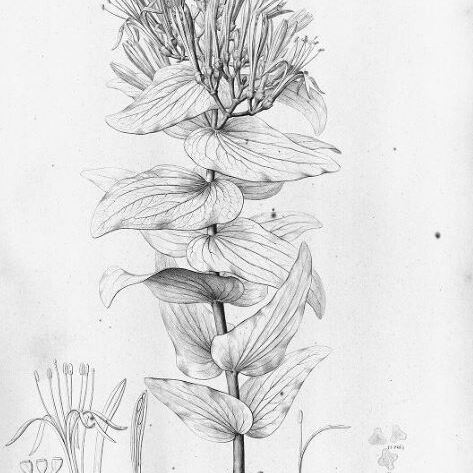 Psittacanthus cordatus unspecified picture