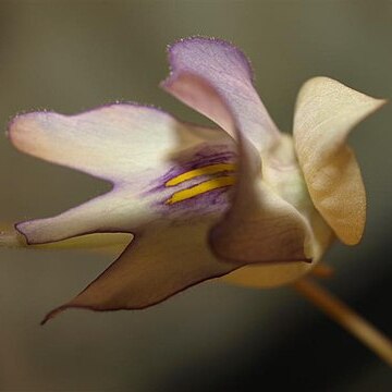 Utricularia asplundii unspecified picture