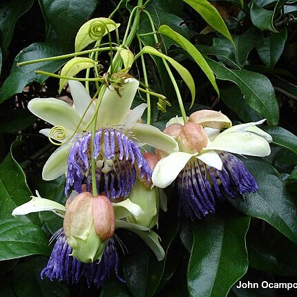 Passiflora popenovii unspecified picture