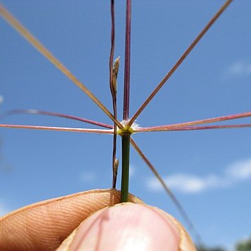 Digitaria hystrichoides unspecified picture