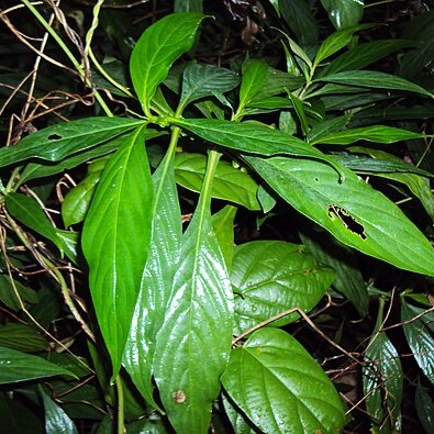 Strobilanthes integrifolia unspecified picture