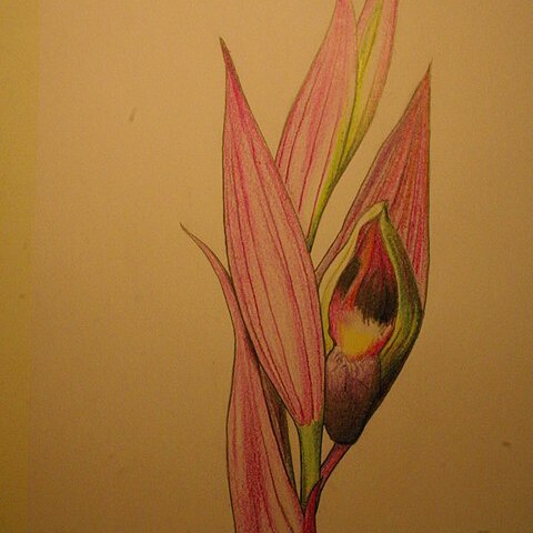 Serapias politisii unspecified picture
