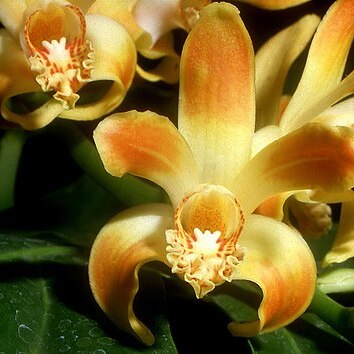 Chysis tricostata unspecified picture