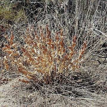 Acourtia wrightii unspecified picture