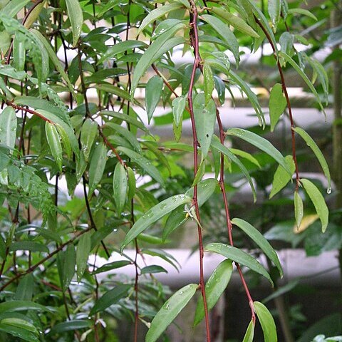 Begonia oxyanthera unspecified picture