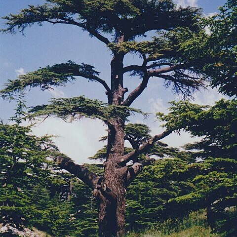 Cedrus libani var. libani unspecified picture