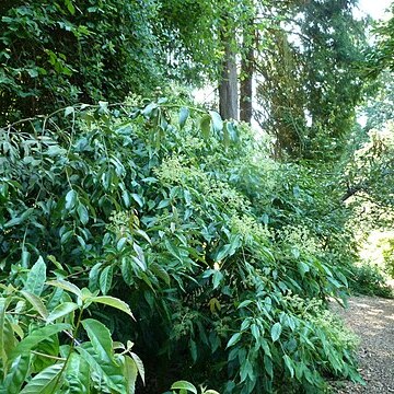 Metapanax davidii unspecified picture