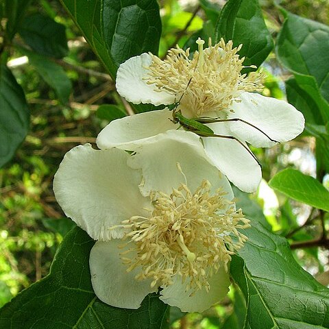 Campomanesia ilhoensis unspecified picture