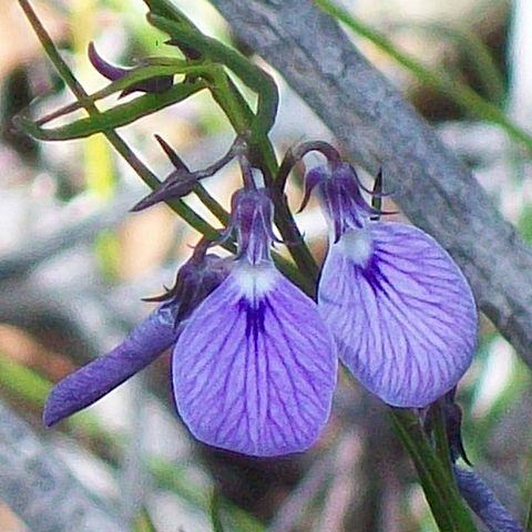 Hybanthus vernonii unspecified picture