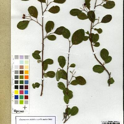 Cotoneaster delphinensis unspecified picture