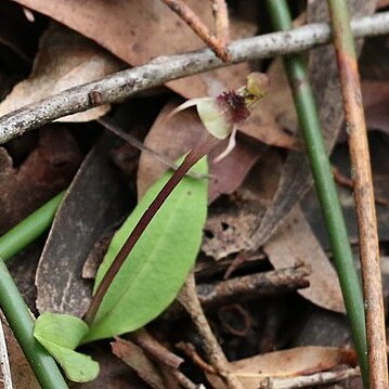 Chiloglottis sphaerula unspecified picture