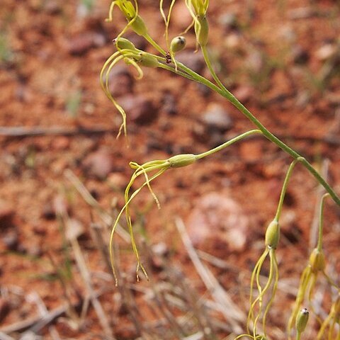 Stenopetalum nutans unspecified picture