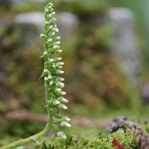 Goodyera pendula unspecified picture