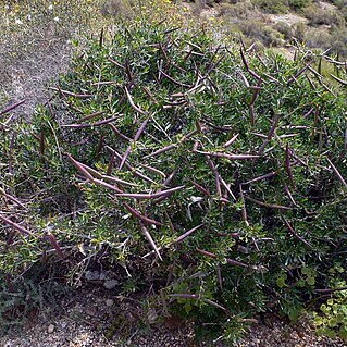 Periploca angustifolia unspecified picture