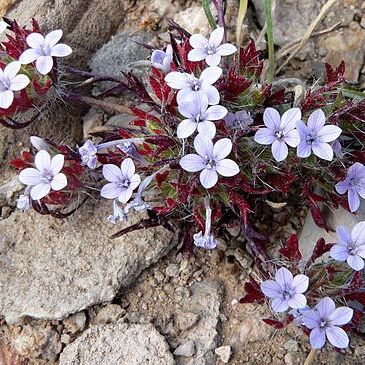 Langloisia unspecified picture