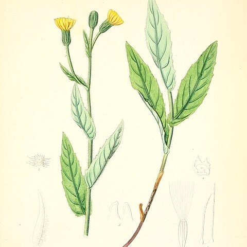 Schlagintweitia unspecified picture