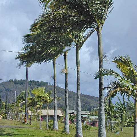 Archontophoenix unspecified picture