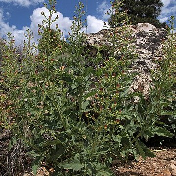 Scrophularia desertorum unspecified picture