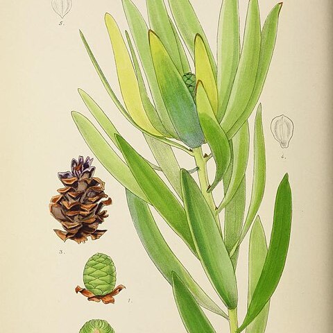 Leucadendron microcephalum unspecified picture