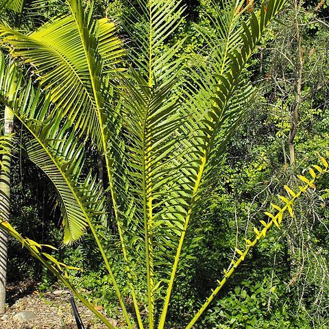 Encephalartos whitelockii unspecified picture