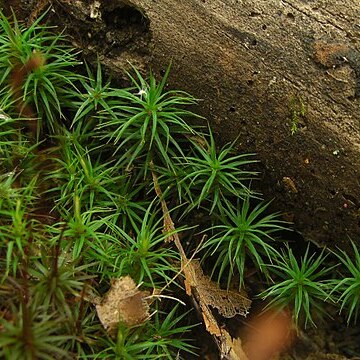 Polytrichastrum pallidisetum unspecified picture