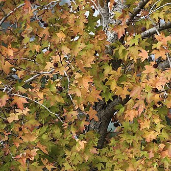 Liquidambar unspecified picture