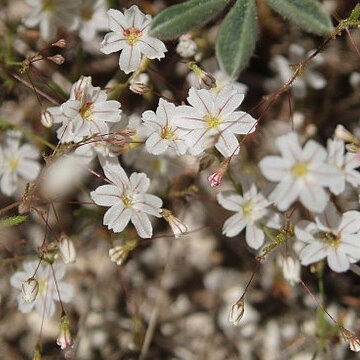 Eriogonum spergulinum unspecified picture